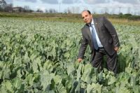 Bafra Sebze �reticileri Birli�i 