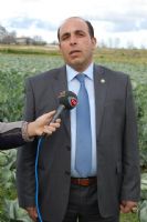 Bafra Sebze �reticileri Birli�i 