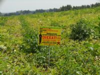 Bafra'da �yi Tar�m Uygulamalar�