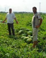 Bafra'da �yi Tar�m Uygulamalar�