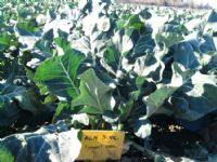 Tar�m Dan��manl��� ve �yi Tar�m K�y Ziyaretleri